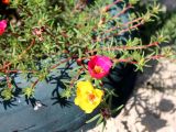 Portulaca grandiflora. Цветущие растения. Казахстан, г. Актау, в вазоне. 22 июня 2021 г.