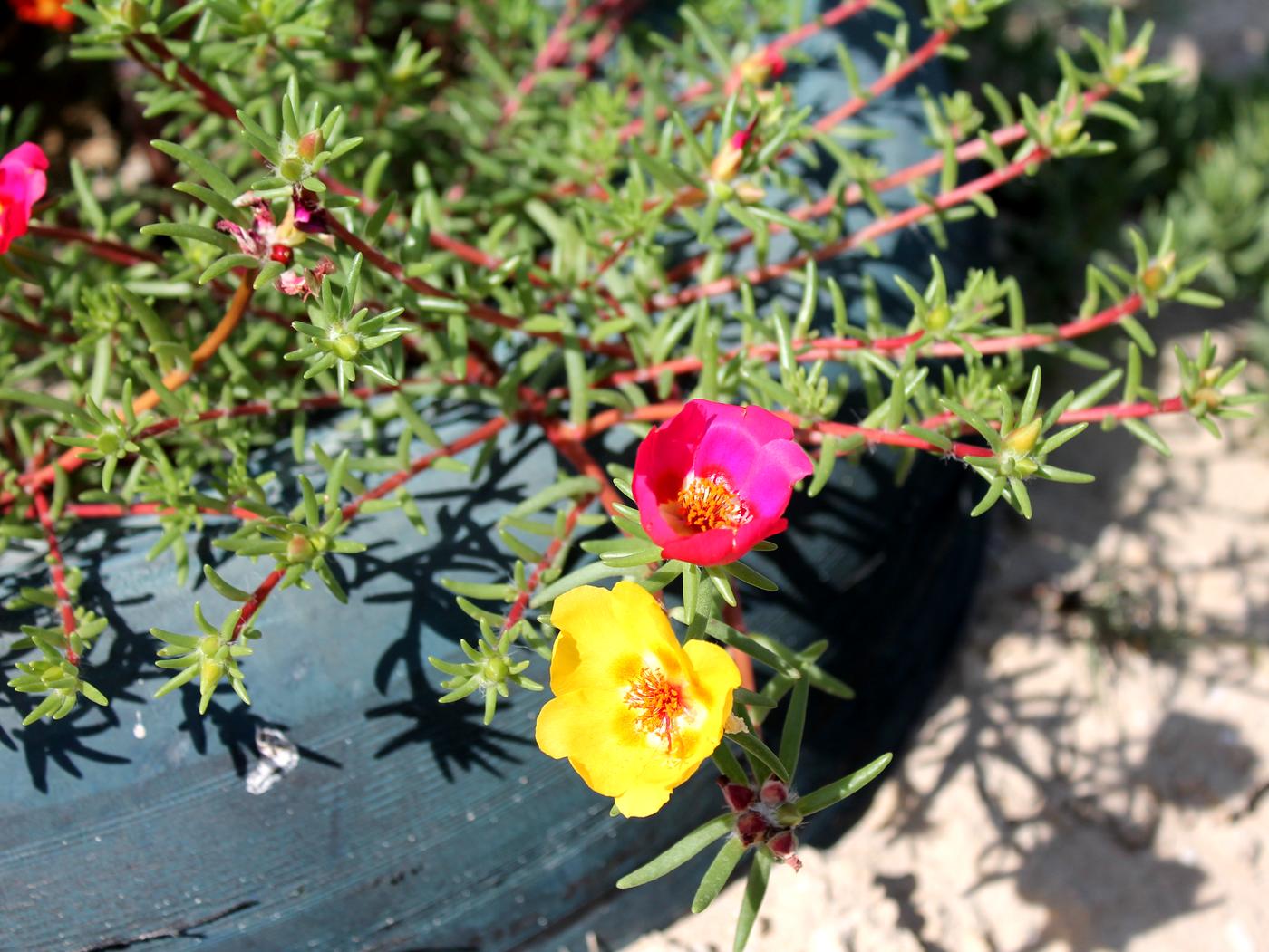 Image of Portulaca grandiflora specimen.