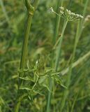 Ostericum palustre