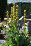 Gentiana lutea