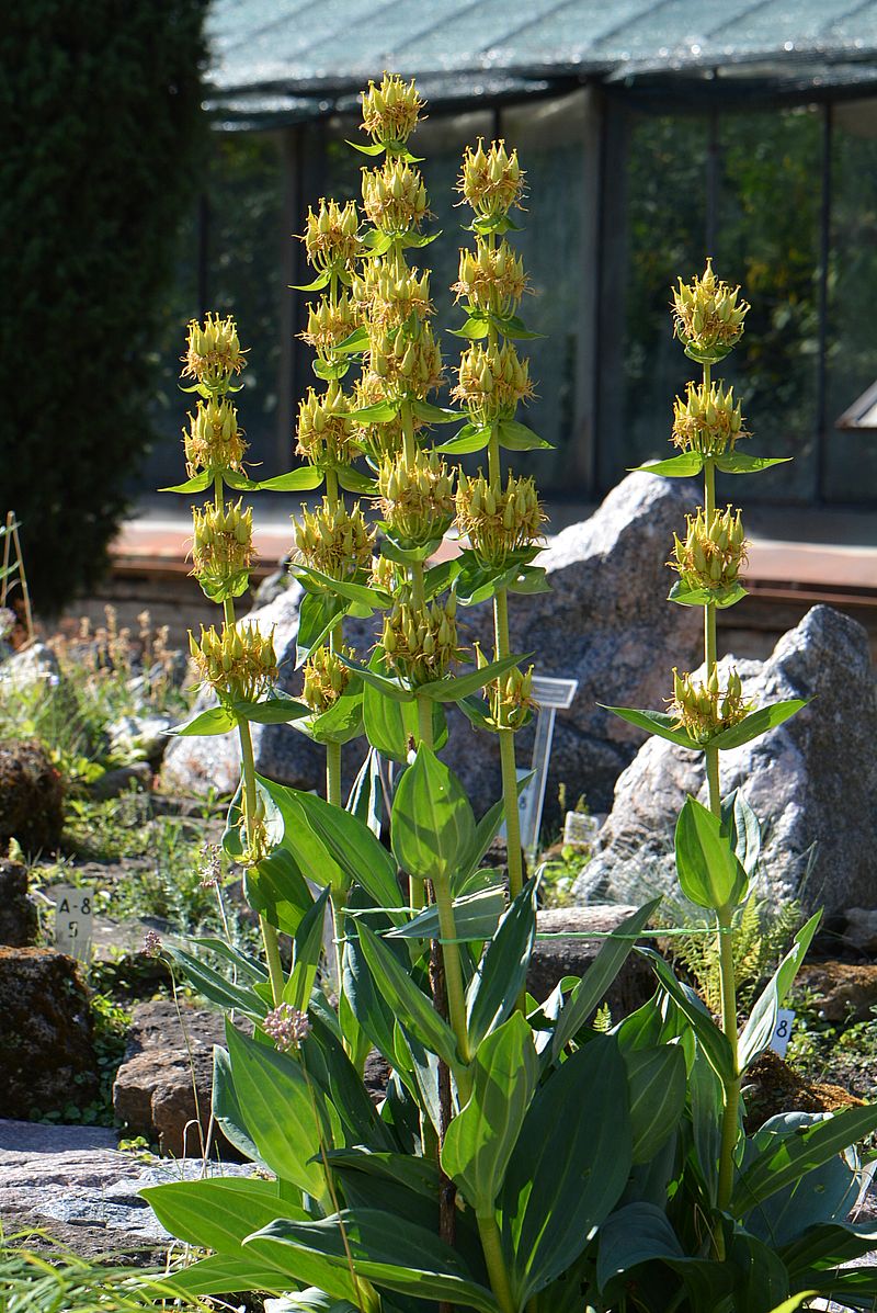 Image of Gentiana lutea specimen.