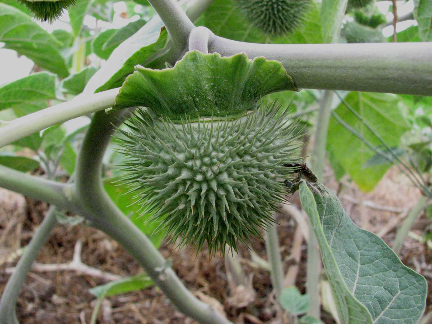 Image of Datura innoxia specimen.