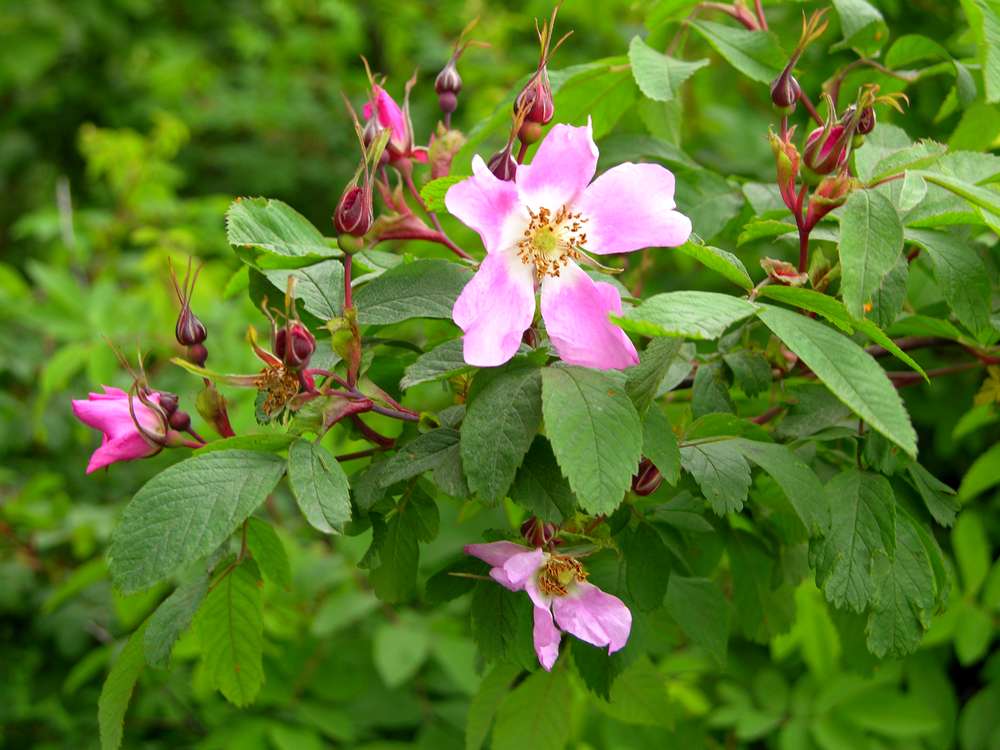 Изображение особи Rosa amblyotis.