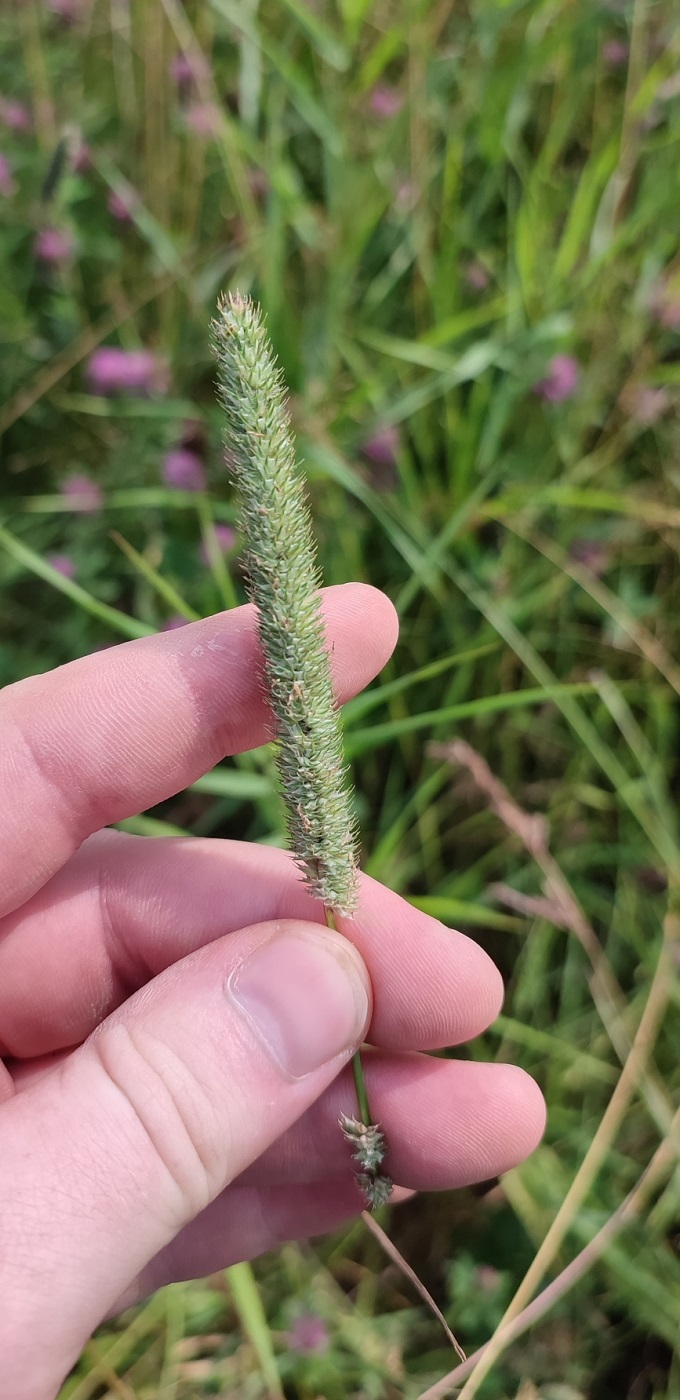 Image of Phleum pratense specimen.