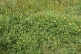 Lathyrus pratensis