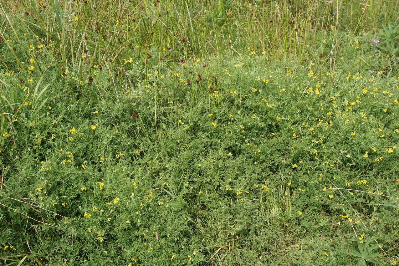 Image of Lathyrus pratensis specimen.