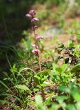 Pyrola incarnata. Цветущее растение в сообществе с Vaccinium vitis-idaea. Республика Алтай, Усть-Коксинский р-н, окр. с. Мульта, северный берег Нижнего Мультинского озера, сосновый лес. 09.07.2021.