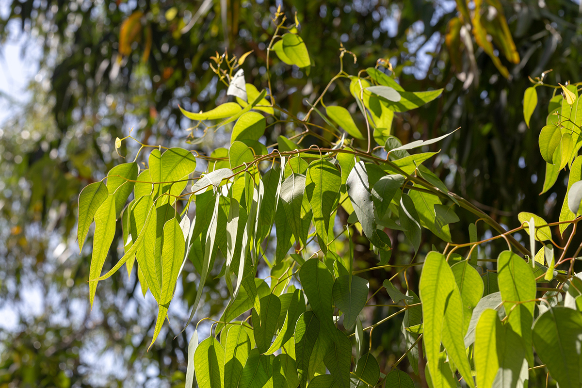 Изображение особи род Eucalyptus.