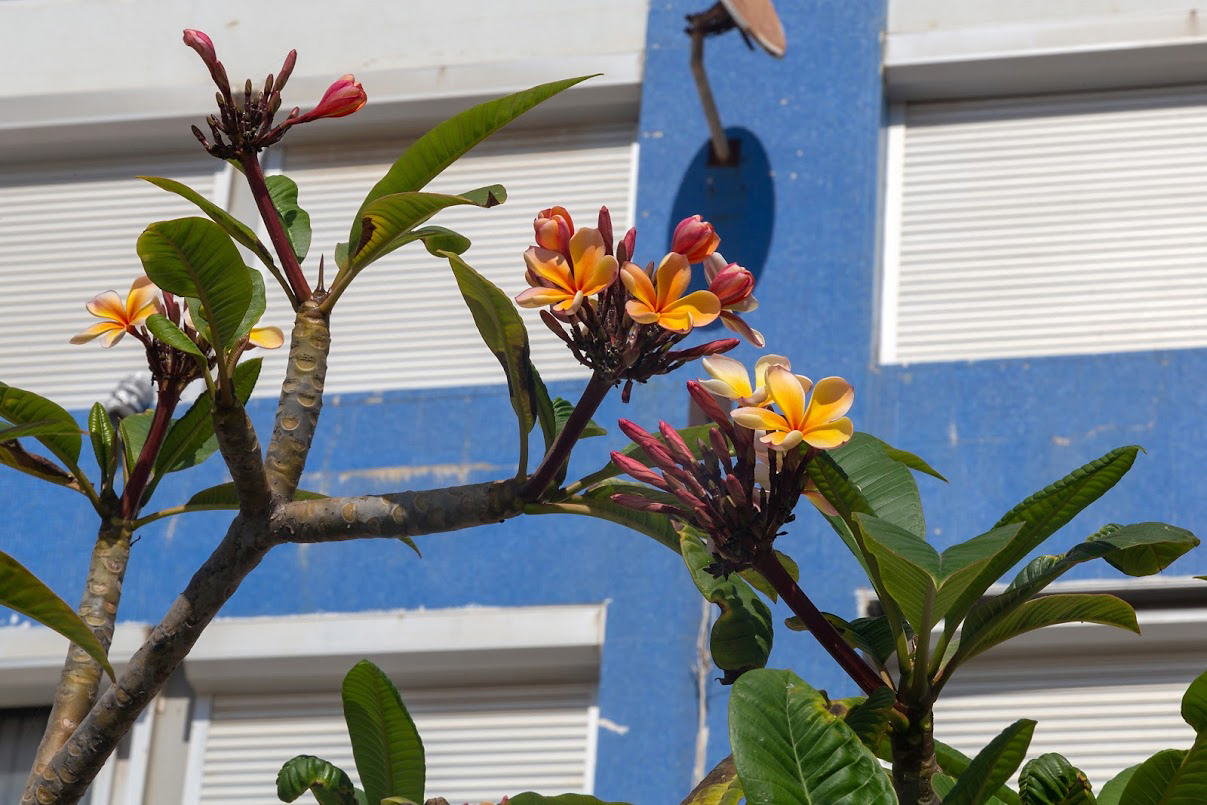 Изображение особи Plumeria rubra.