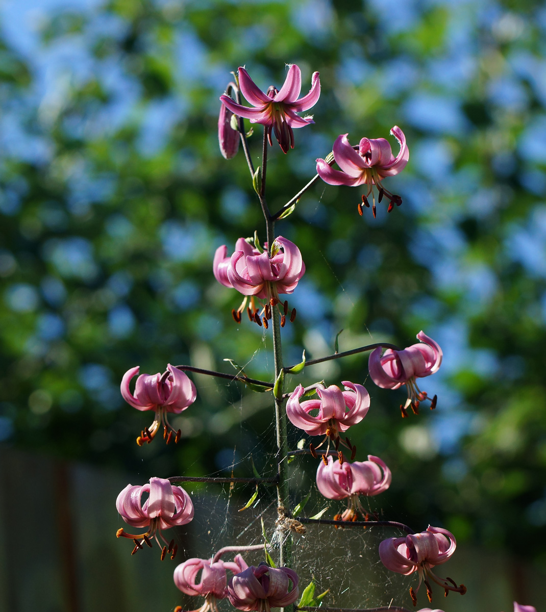 Image of Lilium pilosiusculum specimen.