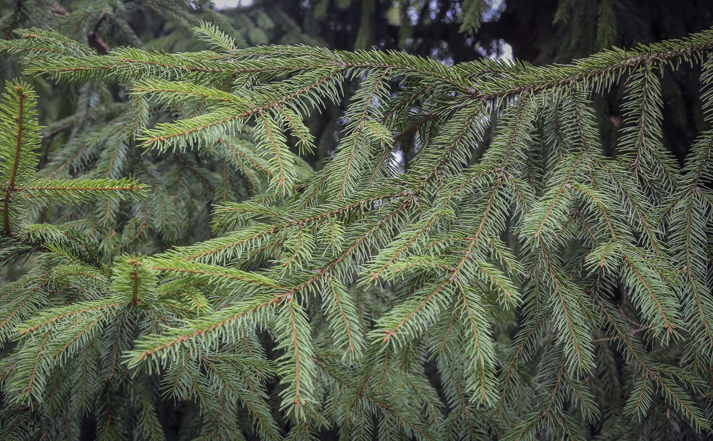 Изображение особи Picea abies.