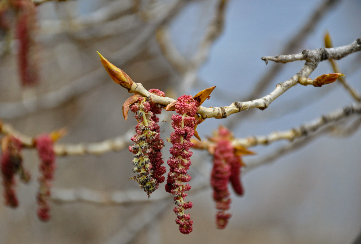 Image of genus Populus specimen.