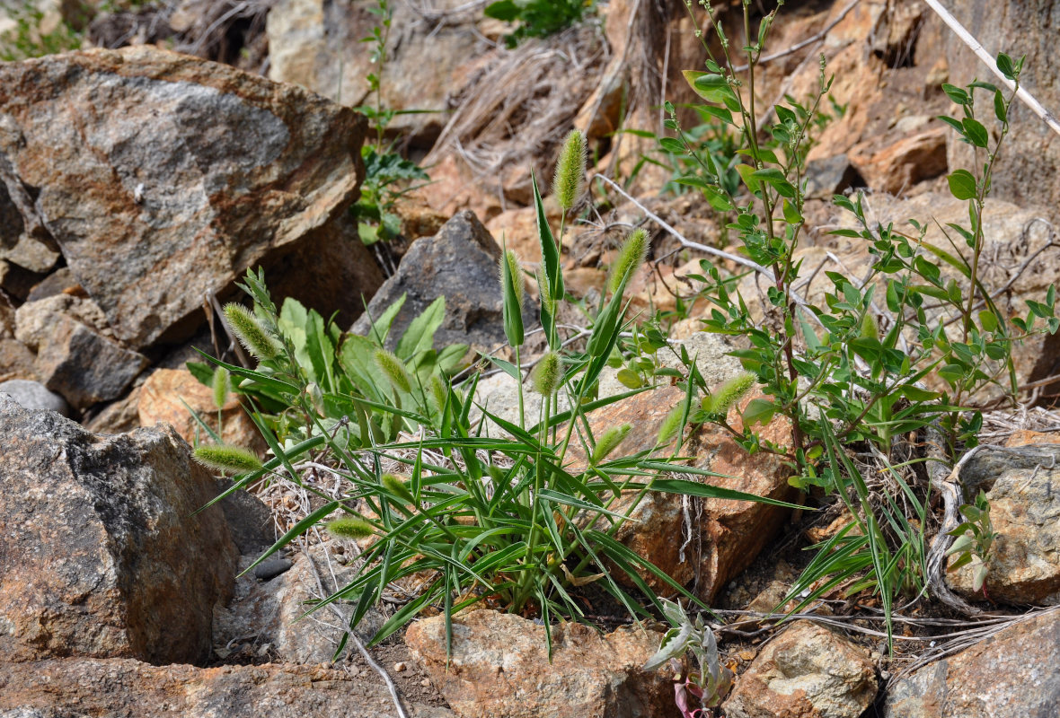 Image of genus Setaria specimen.