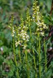 Pedicularis incarnata