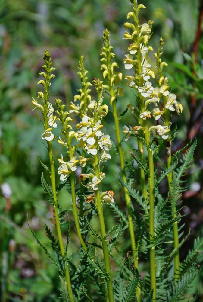 Image of Pedicularis incarnata specimen.