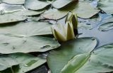 Nymphaea candida. Цветок, бутон и части листьев в сообществе с Potamogeton natans. Кировская обл., Афанасьевский р-н, долина р. Кама в р-не в окр. пгт Афанасьево. 24 июля 2021 г.