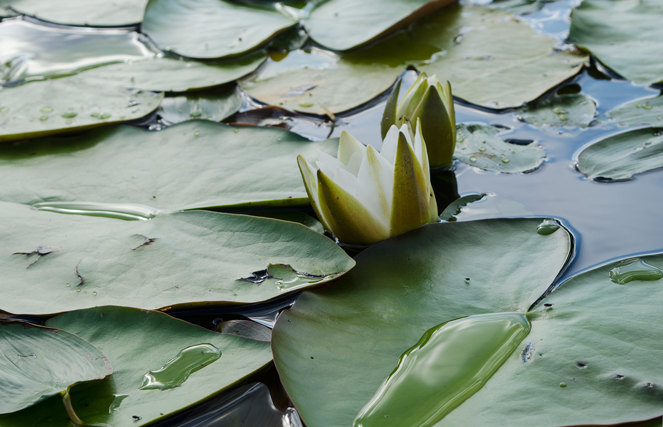 Изображение особи Nymphaea candida.