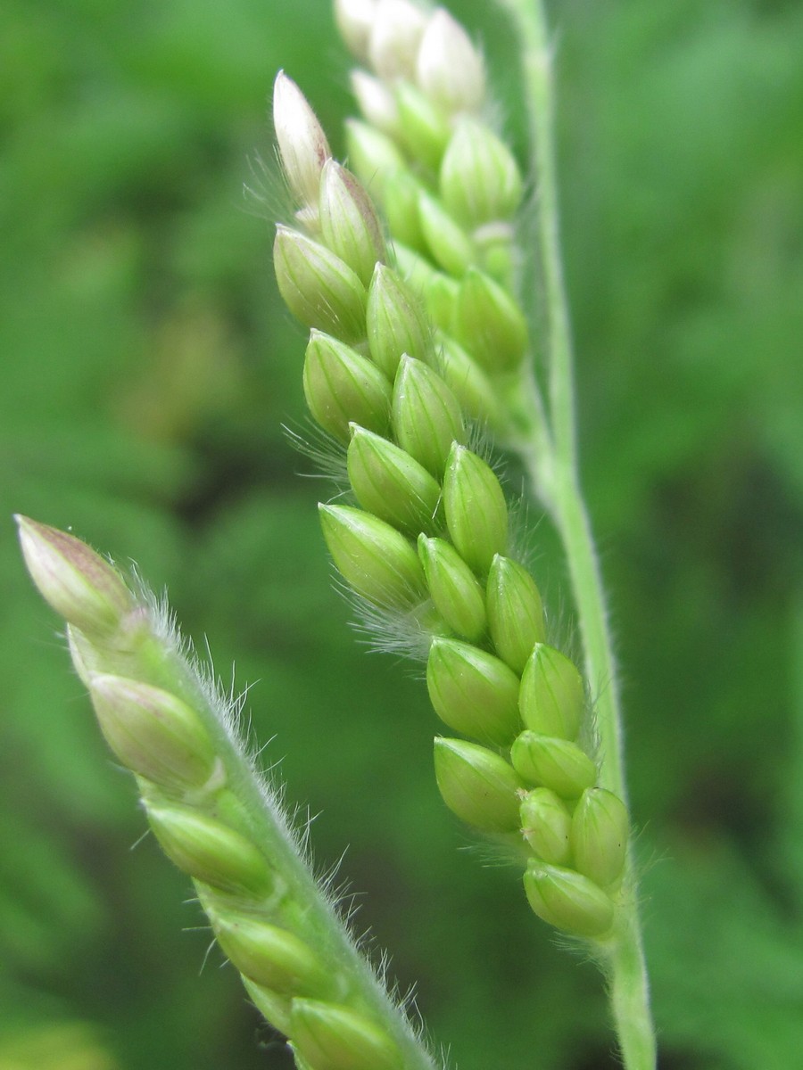 Изображение особи Eriochloa villosa.