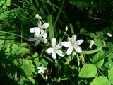 Cerastium pauciflorum. Цветки, бутоны и завязи. Хабаровский край, Хабаровский р-н, окр. ст. Хехцир. 01.06.2014.