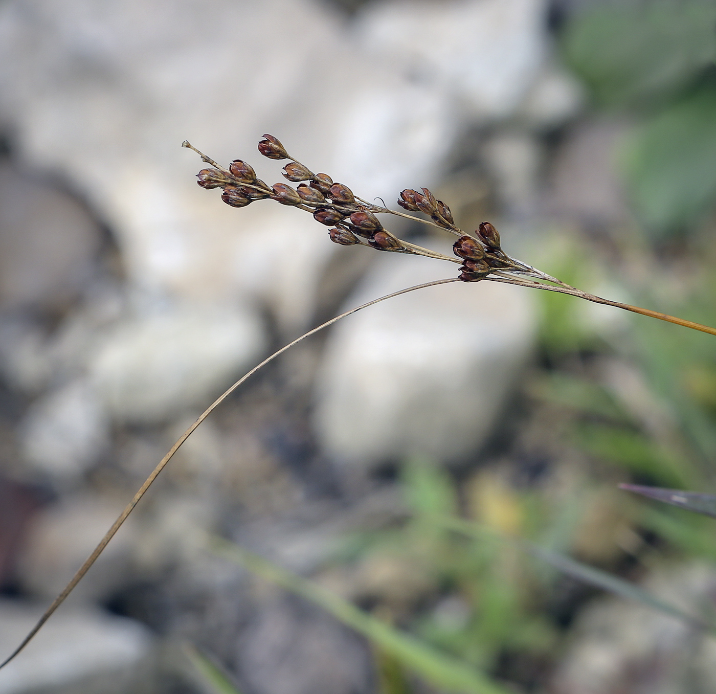 Image of Juncus compressus specimen.