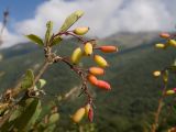 Berberis vulgaris. Веточка с соплодиями с незрелыми плодами. Кабардино-Балкария, Черекский р-н, Кабардино-Балкарский высокогорный заповедник, Черек-Безенгийское ущелье, ≈ 1600 м н.у.м., левый берег реки Черек-Хуламский. 18.08.2021.