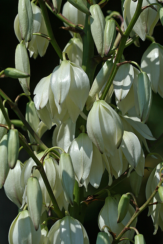 Изображение особи Yucca gloriosa.