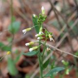 Arabidopsis thaliana. Верхушка зацветающего растения. Ульяновск, Заволжский р-н, склон оврага. 28.04.2022.