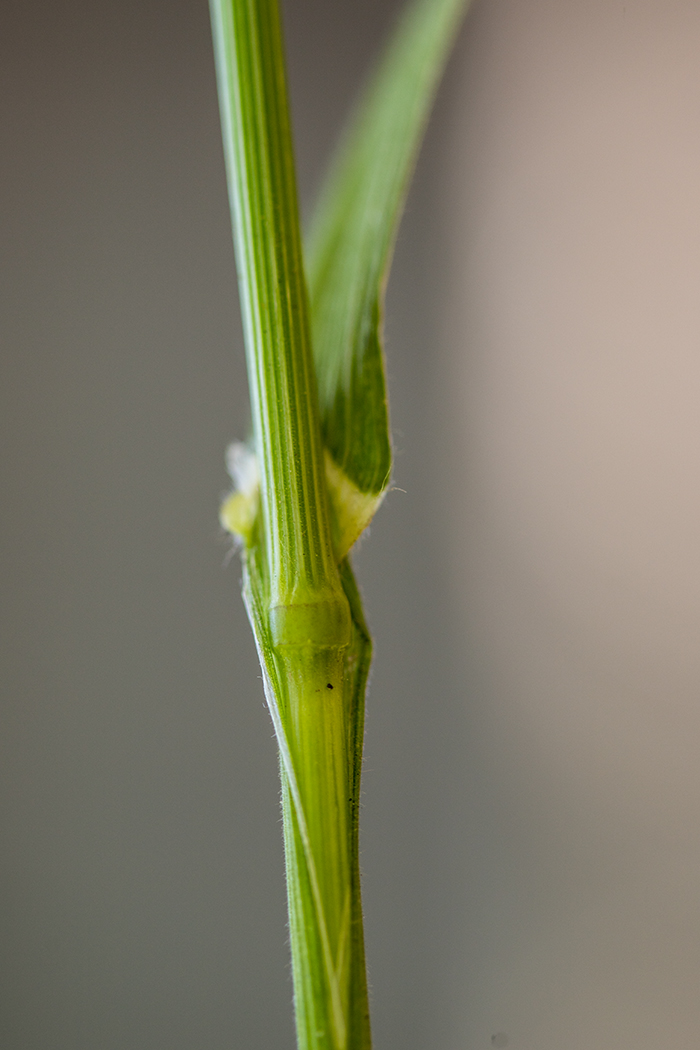 Image of Anisantha sterilis specimen.