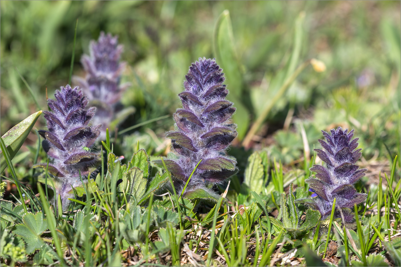 Изображение особи Ajuga orientalis.