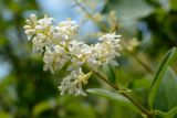 Ligustrum vulgare