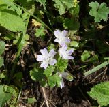 Malva neglecta