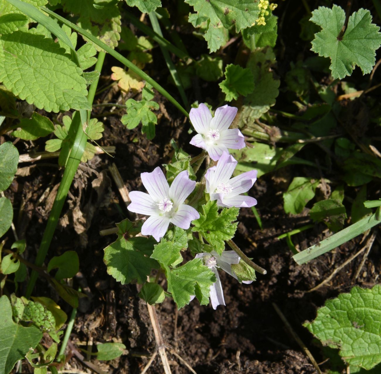 Изображение особи Malva neglecta.