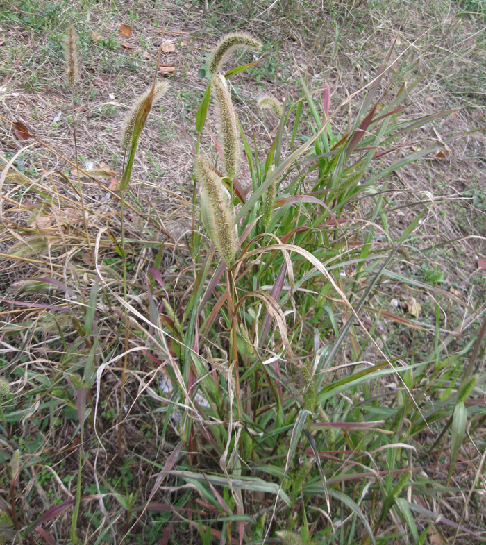 Image of Setaria verticilliformis specimen.