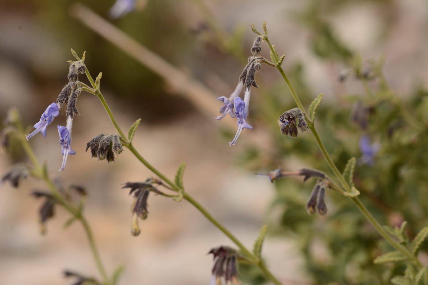 Изображение особи Lophanthus subnivalis.