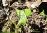 Podophyllum peltatum. Лист растения второго года жизни. Тверская обл., Весьегонск, в культуре. 21 мая 2022 г.