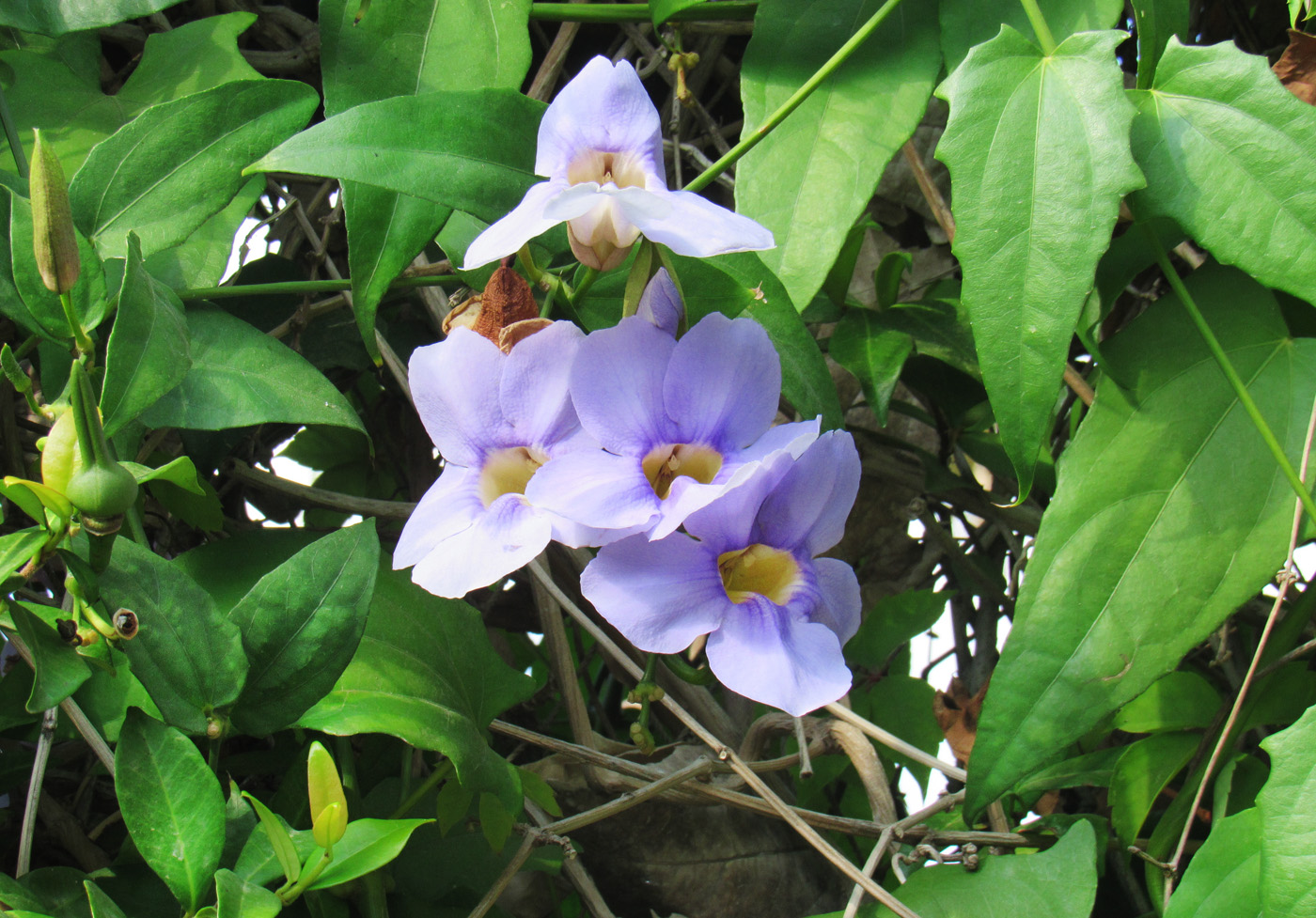 Image of Thunbergia laurifolia specimen.