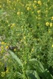 род Rumex. Верхушка побега с развивающимся соцветием. Республика Ингушетия, Джейрахский р-н, заброшенное селение Эгикхал, луг рядом с башнями. 22 июня 2022 г.