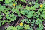 Oxalis corniculata. Цветущее растение. Бутан, дзонгхаг Монгар, национальный парк \"Phrumsengla\". 05.05.2019.