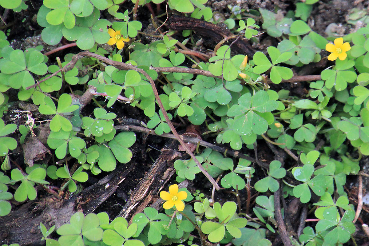 Image of Oxalis corniculata specimen.