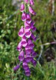 Digitalis purpurea. Часть соцветия. Норвегия, Люсе-фьорд, Прекестулен. 02.07.2008.