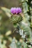 Onopordum acanthium. Соцветие. Киргизия, Иссык-Кульская обл., Кунгей Алатау, ущ. Чолпон-Атинское, ≈2500 м н.у.м., луг. 13 августа 2022 г.