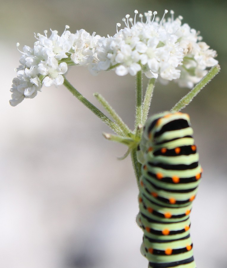 Image of Pimpinella tragium specimen.