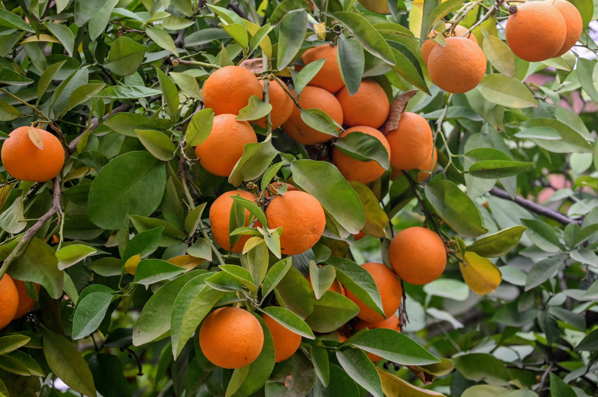 Изображение особи Citrus sinensis.