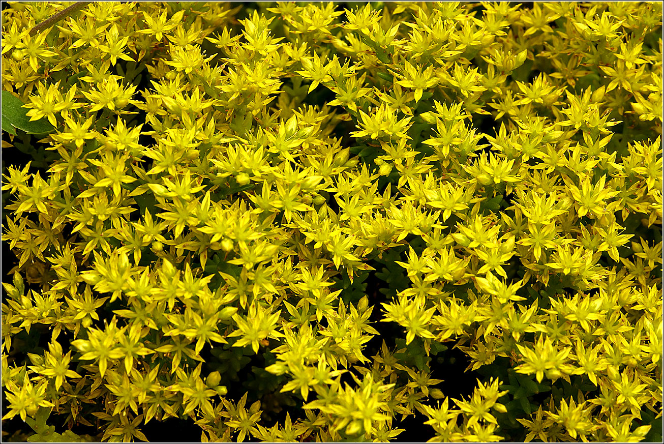 Image of Sedum sexangulare specimen.