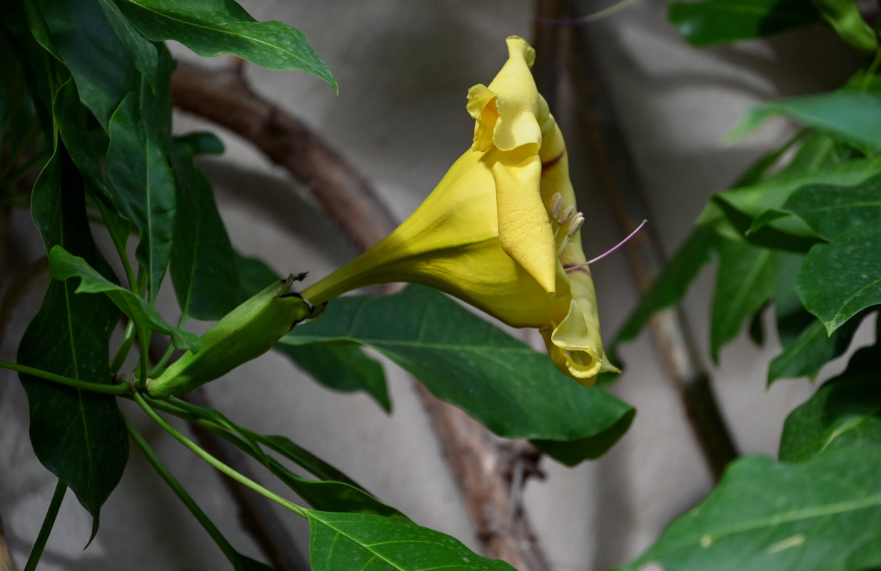 Image of Solandra maxima specimen.