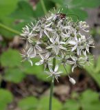 Allium decipiens