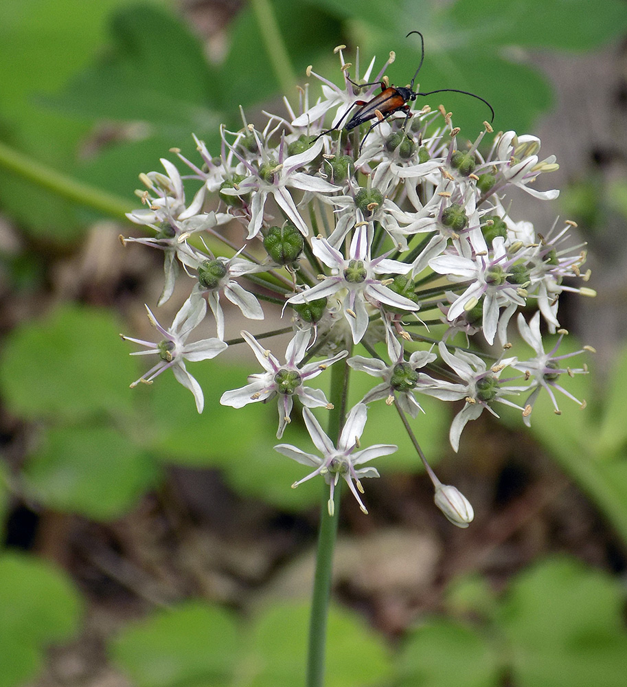 Изображение особи Allium decipiens.