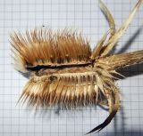 Image of taxon representative. Author is Анна Малыхина
