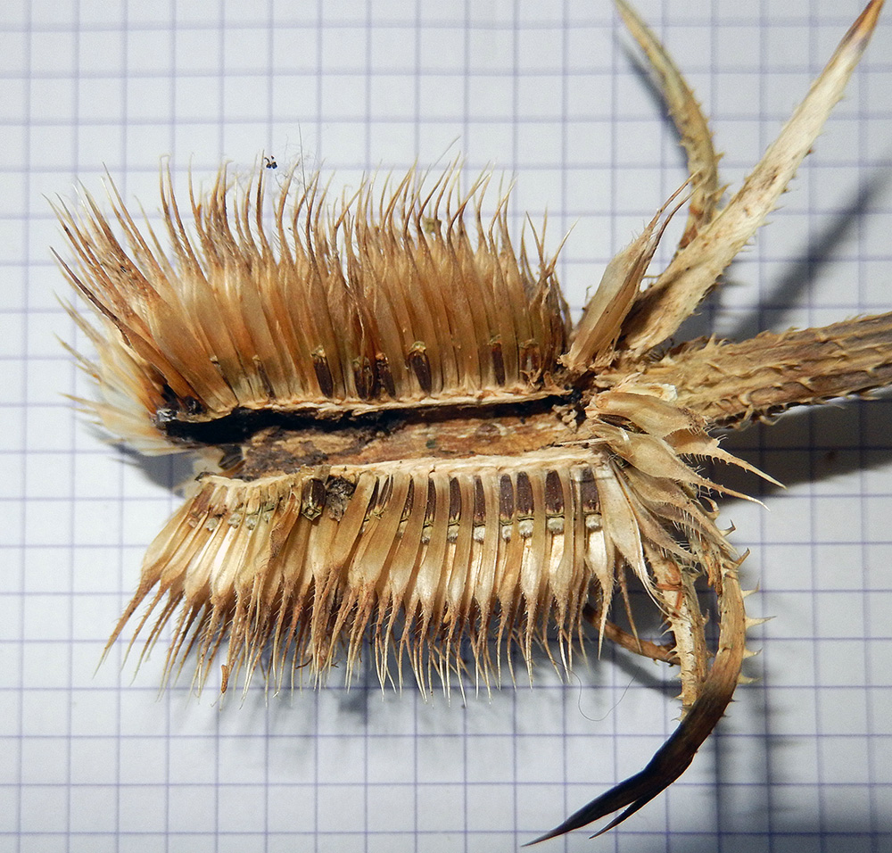 Image of Dipsacus laciniatus specimen.