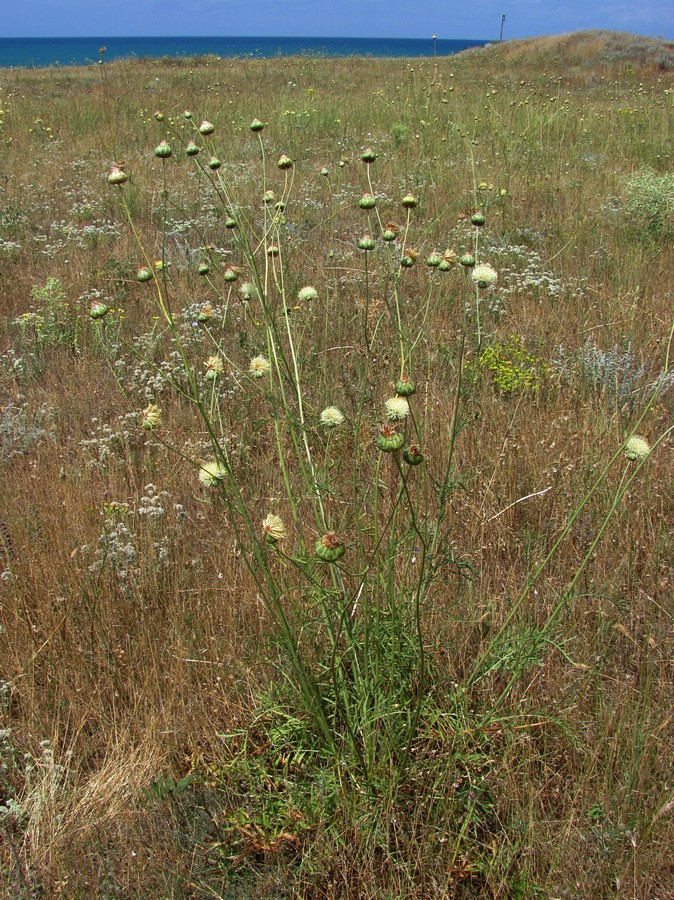 Изображение особи Rhaponticoides taliewii.